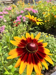 Yellow flowers of Rudbeckia Gloriosa Daisy in the summer garden. Floral background