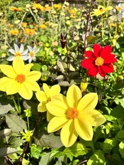 Blooming Mixed Dahlias . Autumn blooming flowers. Colorful red and yellow cute plants.Floral background