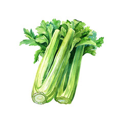 celery vector illustration in watercolor style