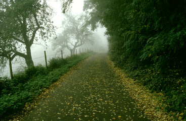 Obraz premium Goldener Herbst