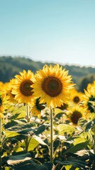 Fototapeta premium Expansive Sunflower Field Under Clear Blue Sky in Summer Sunlight 