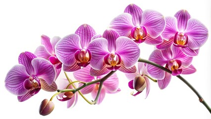 Obraz premium Orchid flower bouquet in panoramic view isolated on white background