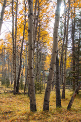 October 2024 Troll Falls Hiking Trail kananaskis alberta