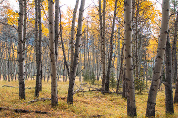 October 2024 Troll Falls Hiking Trail kananaskis alberta