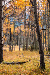 October 2024 Troll Falls Hiking Trail kananaskis alberta