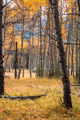 October 2024 Troll Falls Hiking Trail kananaskis alberta