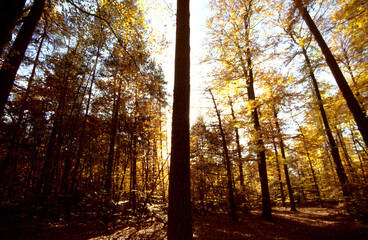 Fototapeta premium Leuchtender Herbst