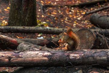 Alberta Red squirrel on tree in Autumn forest 