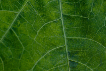 Leaf surface as a green abstract background