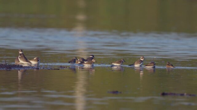 Ruffe birds (Philomachus pugnax) bathe in water on the river. Wildlife. Slow motion.