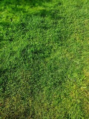 Surface texture of a lush green grass meadow with some shadows.