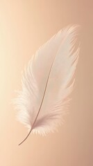 Delicate white feather isolated on soft background