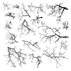 Natural tree branches silhouette on a white background. Natural branches on a white. 