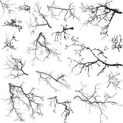 Natural tree branches silhouette on a white background (Vector illustration). Natural branches on a white. 