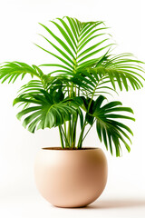 Obraz premium A lush palm plant with sweeping green fronds flourishes in a stylish beige planter, adding a touch of nature and elegance to a contemporary setting