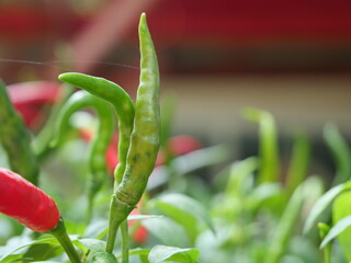 Fresh chili peppers from the garden.