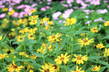Yellow flowers in the garden, beautiful and natural.