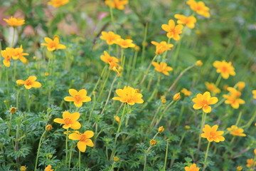 Naklejka premium Yellow flowers in the garden, beautiful and natural.