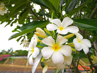 Colorful flowers in the garden, beautiful and natural.