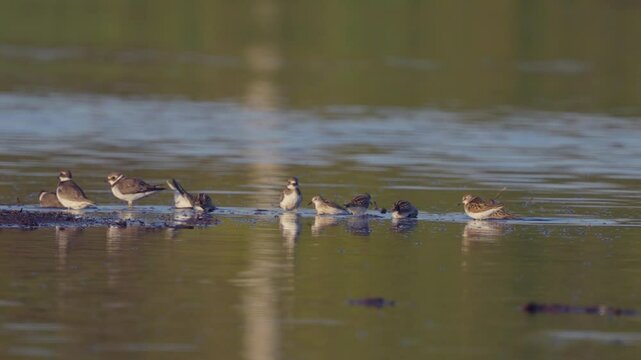Ruffe birds (Philomachus pugnax) bathe in water on the river. Wildlife. Slow motion.
