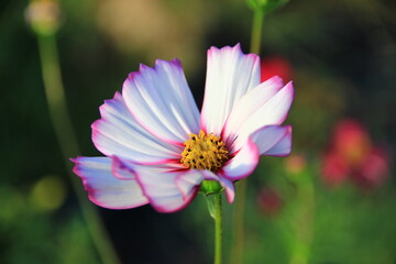 Fototapeta premium Colorful flowers in the garden, beautiful and natural.