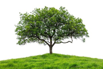 A single tree stands tall on a lush green hill, ideal for landscape or nature photography