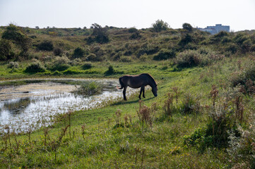 Wild horse at a small lake in a dune landscape