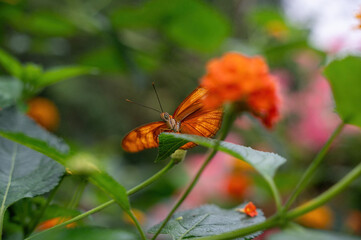 Orange Long Wing butterfly on a leaf in the fine drizzle