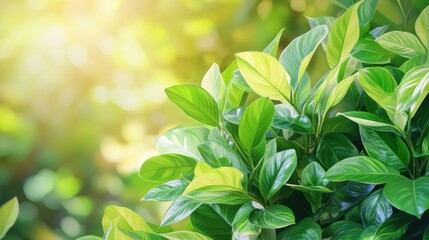 Obraz premium Close-up of vibrant green leaves with soft light filtering through, highlighting natural beauty
