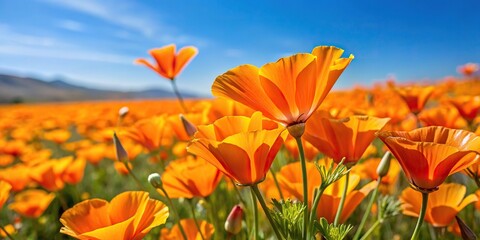 Obraz premium Panorama of Orange California Poppies in Bloom with selective focus