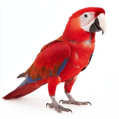 Fototapeta premium A vibrant red parrot standing upright against a white background.