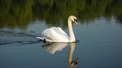 Naklejka premium Graceful white swan on calm lake with mirrored reflection and green trees