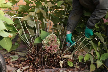 A gardener wearing green gloves trims branches of a large-leaved hydrangea with pruning shears for subsequent insulation with dry leaves and covering material