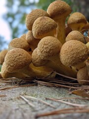 mushrooms on a wooden background