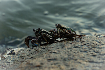 Crabs on the Shoreline