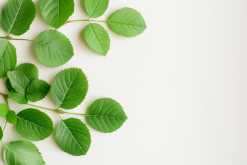 Fototapeta premium Vibrant green leaves spread across a soft white surface, showcasing their rich textures and vivid colors, creating a calm ambience perfect for design inspiration