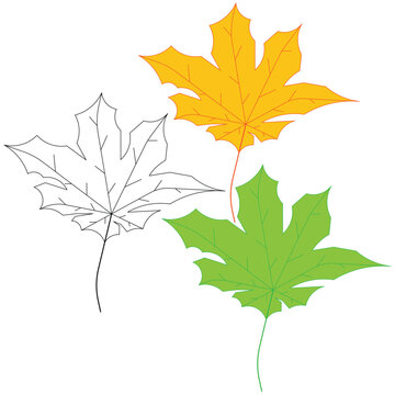 Maple clip art preview