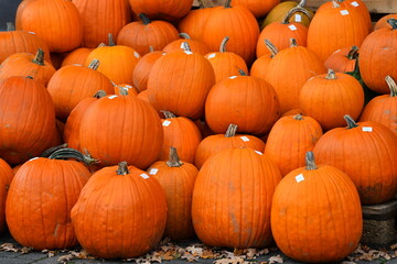Sale of orange pumpkins on a farm