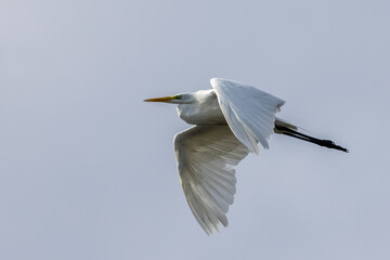 Great Egret