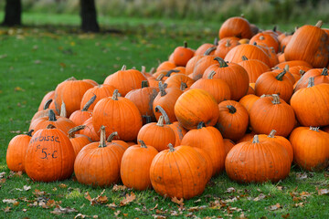 Sale of orange pumpkins on a farm
