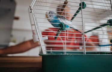 A blue budgerigar resting inside a birdcage with a person in red blurred in the background. The image conveys pet companionship and tranquility in a home setting.