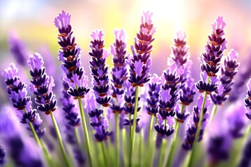 Obraz premium Delicate watercolor scene of a lavender field, with gentle shades of purple and green, capturing the calming beauty of a blooming lavender landscape