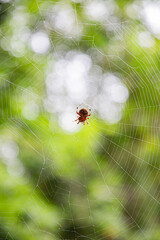 A large red spider catching dinner on a fall day in the woods