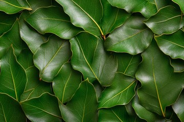 Minimalist close-up of holly willow leaves, arranged in a simple, clean composition, showcasing the contrast of the glossy leaves and subtle veins
