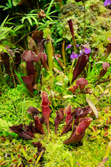 Plants in a subtropical forest on a clear sunny day. Flora plants flowers floristry.