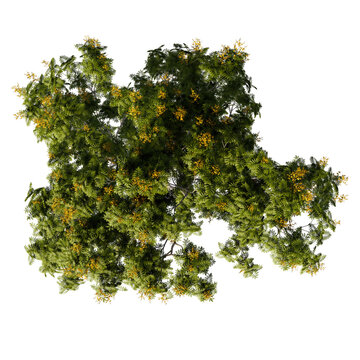 tree top view cut out png 