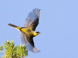 Blue-headed wagtail