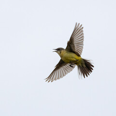 Blue-headed wagtail