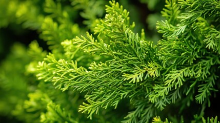 Fototapeta premium The Vibrant Green Foliage