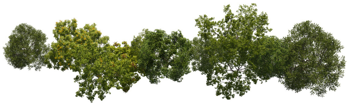 tree top view cut out png 